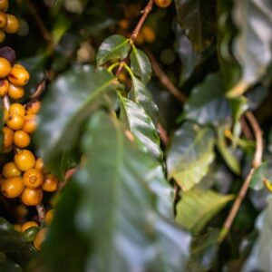 WhatsApp Image 2023-10-02 at 13.39.37